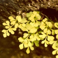 Asplenium ruta-muraria L. (Aspleniaceae). (L). © 2001 by Yves Krippel.